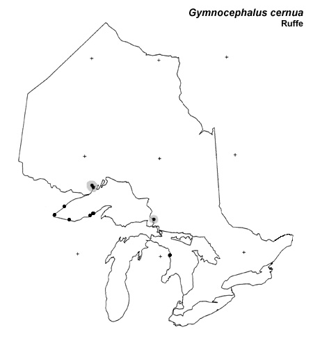 Ruffe range