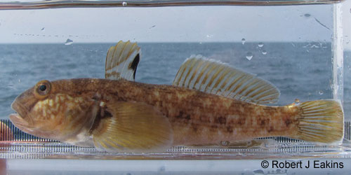 Round Goby photograph
