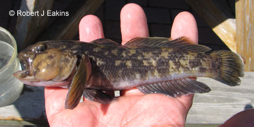 Round Goby photograph