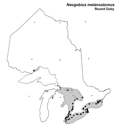 Round Goby range