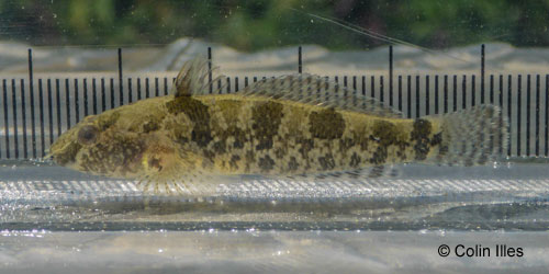 Freshwater Tubenose Goby photograph