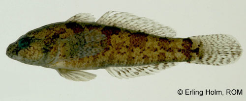 Freshwater Tubenose Goby photograph