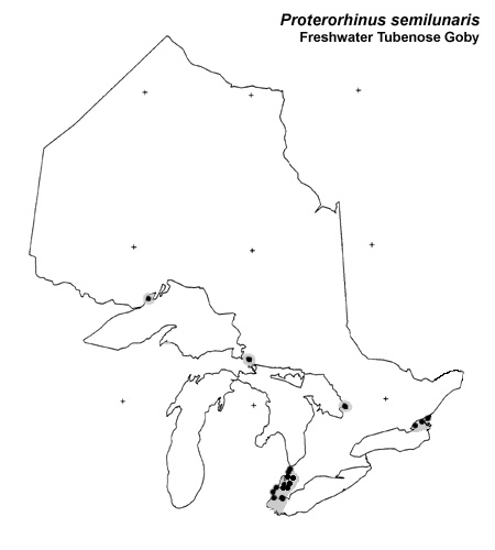 Freshwater Tubenose Goby range