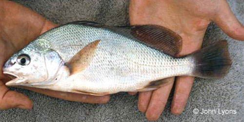 Freshwater Drum (sheepshead) photograph