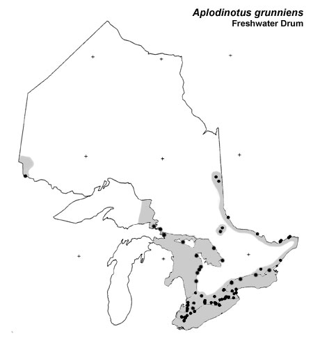 Freshwater Drum (sheepshead) range