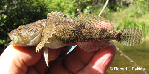 Mottled Sculpin photograph