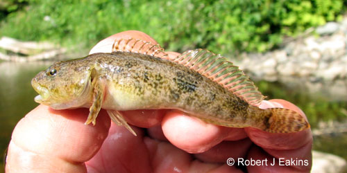 Mottled Sculpin photograph