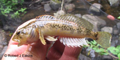 Slimy Sculpin photograph