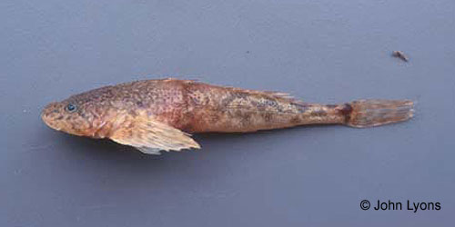Spoonhead Sculpin photograph