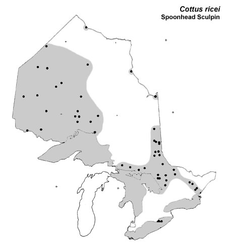 Spoonhead Sculpin range
