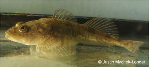 Deepwater Sculpin photograph