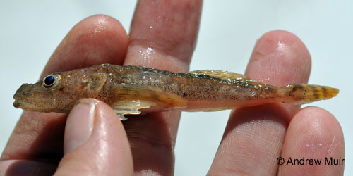 Deepwater Sculpin photograph