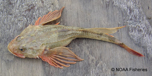 Fourhorn Sculpin photograph