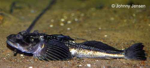 Fourhorn Sculpin photograph