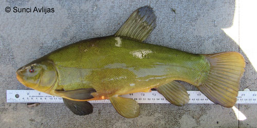 Tench photograph