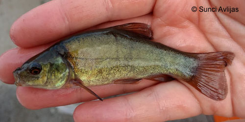 Tench photograph