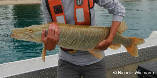 tiger muskellunge (norlunge) photograph