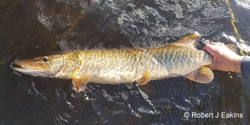 tiger muskellunge (norlunge) photograph