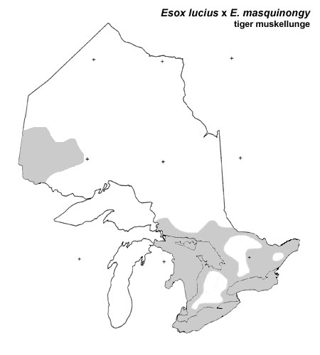 tiger muskellunge (norlunge) range