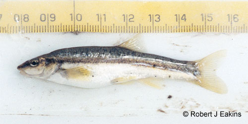 Western Blacknose Dace photograph