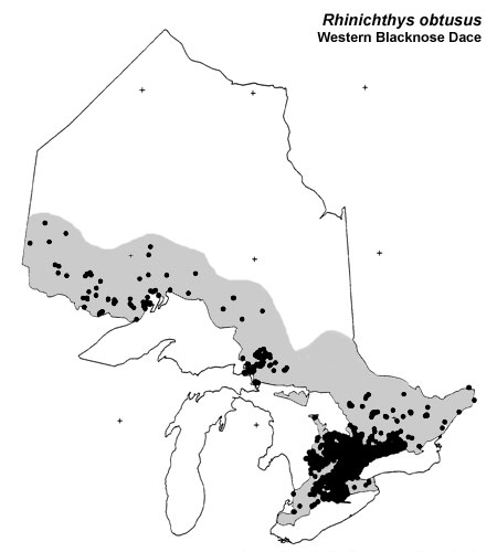 Western Blacknose Dace range