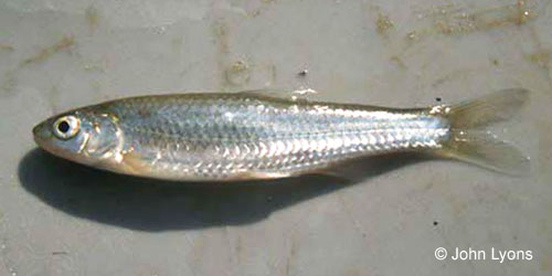 River Shiner photograph