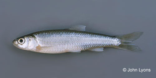 River Shiner photograph