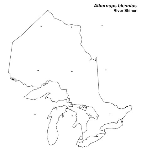 River Shiner range