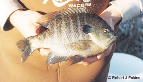 Bluegill