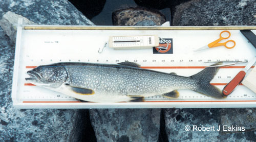 Lake Trout